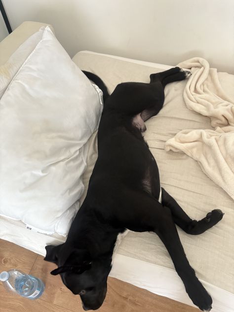 Regalo cane pittbul corso - Foto 4