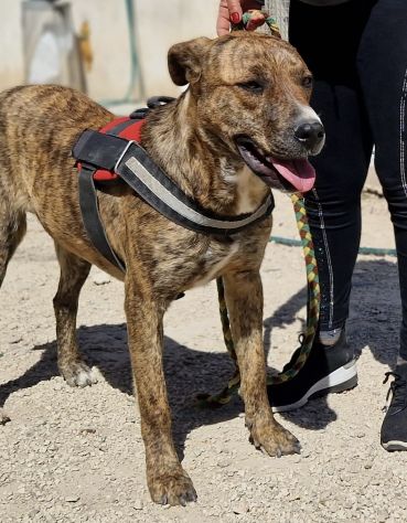 Shenny , cucciola rimasta sola in canile senza le sue sorelle - Foto 3