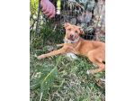 Cucciolo in adozione