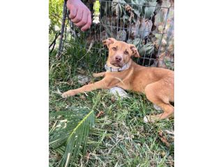 Cucciolo in adozione