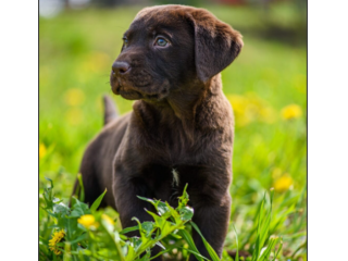 LABRADOR RETRIEVER CUCCIOLI CIOCCOLATO