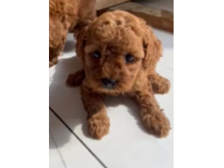 Cuccioli di Barboncino Red