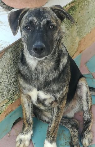 Stupendi cucciolotti in cerca di casa - Foto 5