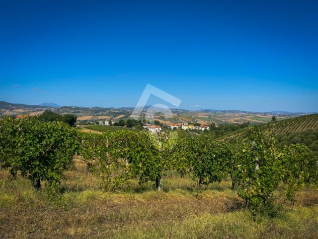 terreno agricolo in vendita a Montecarotto
