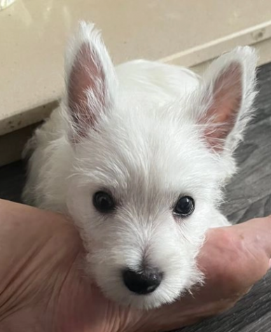 Splendidi cuccioli di West Highland Terrier - Foto 3