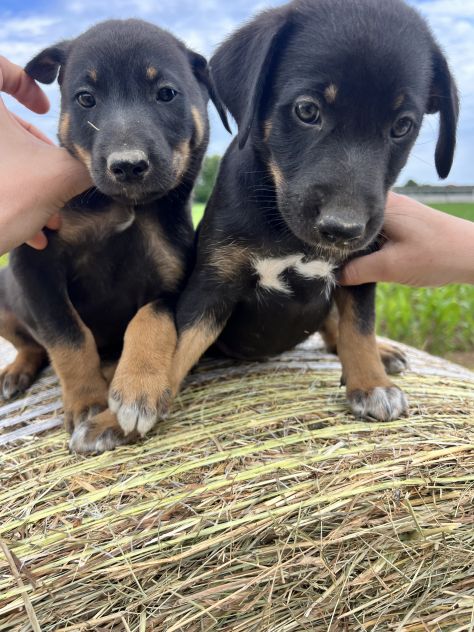 Cuccioli incrocio Lagorai per Pastore Tedesco - Foto 6