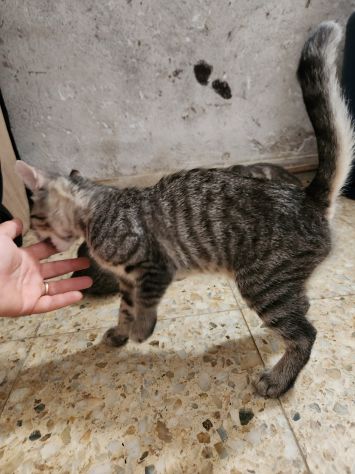 3micini quasi 3mesi tigrati vivono in 1stanza.CALABRIA - Foto 5