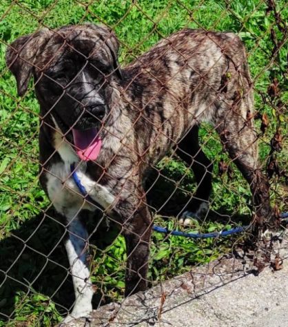 ZENO AMABILE E COCCOLONE: CANE IN ADOZIONE - Foto 8