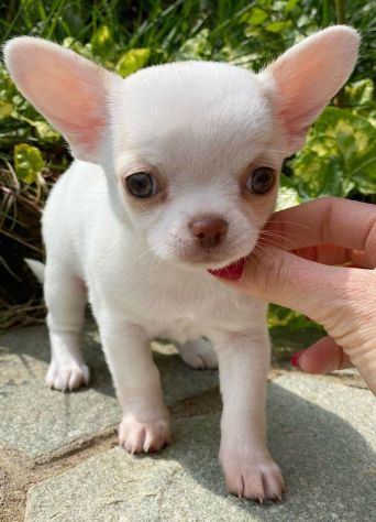 DISPONIBILI CUCCIOLI DI CHIHUAHUA - Foto 3