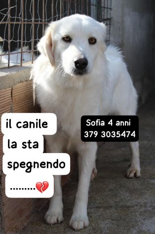 SOFIA 4 ANNI 18/20 kg - Foto 3