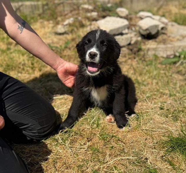 Cucciolo in adozione - Flic taglia medio piccola