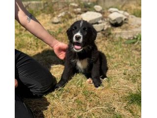 Cucciolo in adozione - Flic taglia medio piccola