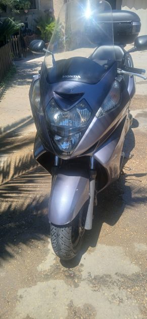 Silver wing