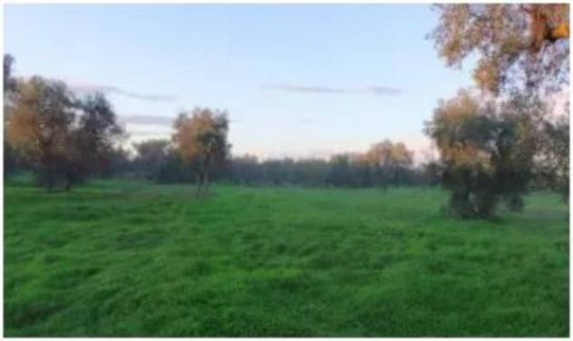 Immobile in asta di 75542 m² in vendita a Bitonto - Foto 6
