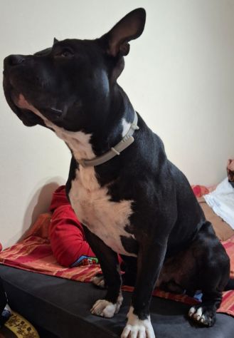 Amstaff/Bully 3anni SFIGATO 4ABBANDONI,IN BOX H 24!MANTOVA URGENTEEEE