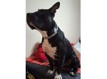 Amstaff/Bully 3anni SFIGATO 4ABBANDONI,IN BOX H 24!MANTOVA URGENTEEEE