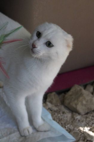 Meringa gattina , adozione del cuore - Foto 4