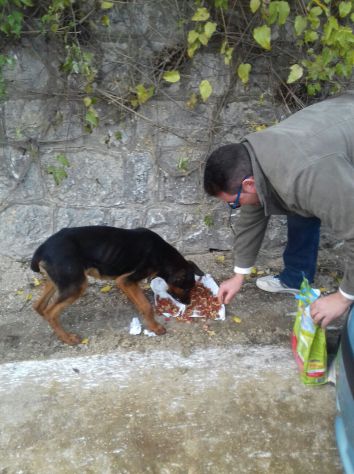 HUBERT, splendido mix Pastore Tedesco e Dobermann - Foto 6