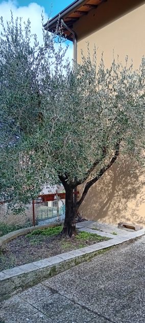 piante ulivo - Foto 3