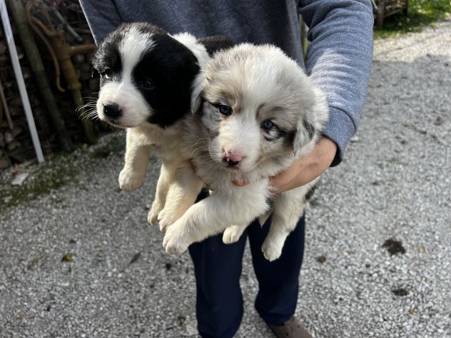 Cuccioli di Border Collie - Foto 4