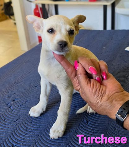TURCHESE, cucciola mix volpino breton - Foto 3