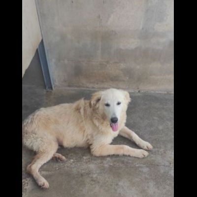 DUCCIO GIOVANE CAGNOLINO IN ADOZIONE - Foto 6
