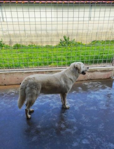 Cagnolina da adottare - Foto 4