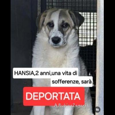 HANSIA, UN MIRACOLO DI LIBERTÀ CAGNOLINA IN ADOZIONE - Foto 4