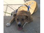 PEDRO AMSTAFF 2 ANNI