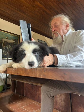 Cuccioli Border Collie di alta genealogia - Foto 6