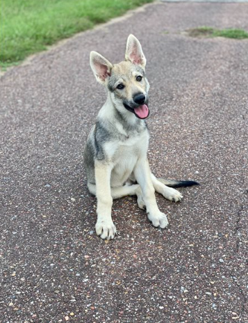Cuccioli di Cane Lupo Cecoslovacco
