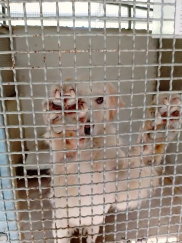 VITO MIX GOLDEN CANE IN ADOZIONE - Foto 7