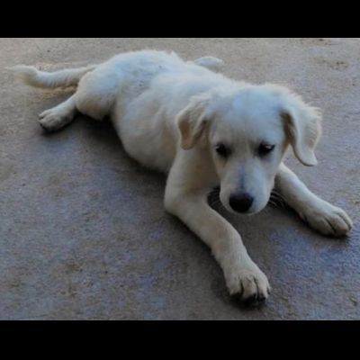 SMILLA GIOVANE CAGNOLINA IN ADOZIONE - Foto 3