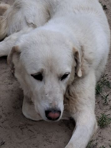 DOPO TRE ANNI DI CASA E FAMIGLIA, PEPE, 4 ANNI E MEZZO, E'SOLO!!!! - Foto 4