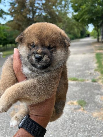 Cuccioli di Shiba Inu con pedigree ENCI - Foto 2
