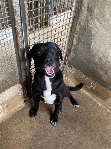 BORIS FANTASTICO ESEMPLARE DI CANE COZZA! DOLCISSIMO CAGNOLINO IN ADOZIONE - Foto 6