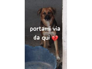 BETTY 5 ANNI 25/30 KG circa