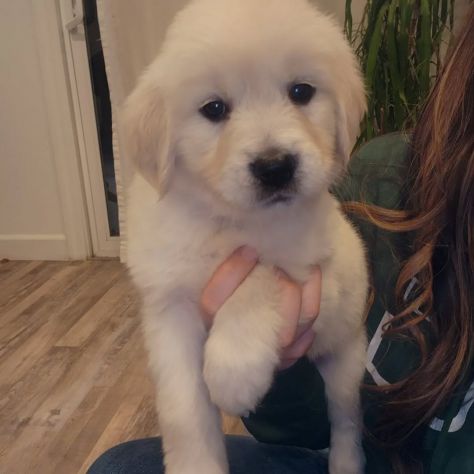 Cuccioli di Golden Retriever con Pedigree ENCI - Foto 3