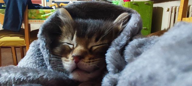 Maine coon - Foto 3