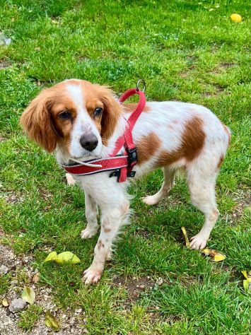LILLY cagnolina in adozione - Foto 3