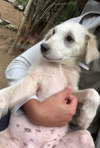 SALLY DELIZIOSA CUCCIOLA IN ADOZIONE - Foto 4