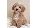 MALTIPOO & MALTIPO CUCCIOLI - pagamento rateizzabile