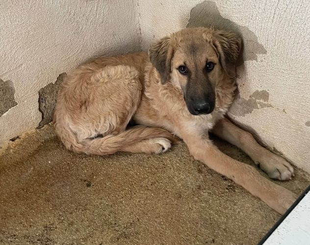 ANDROMACA CUCCIOLA IN ADOZIONE - Foto 9