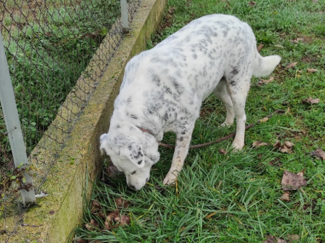 CANE IN ADOZIONE: AMELIE, una vita di briciole. - Foto 6