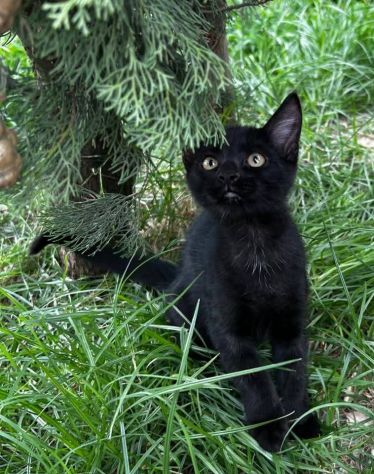 Puma gattino