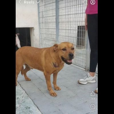 RED CERCA SALVEZZA CANE IN ADOZIONE - Foto 9