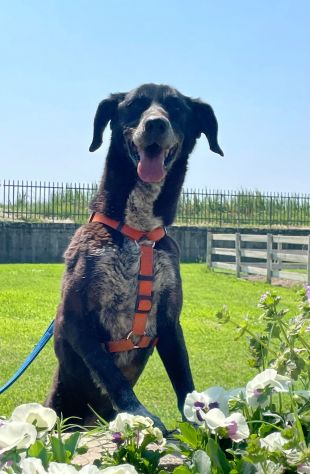 LIA: SIMPATICISSIMA CAGNOLINA DA ADOTTARE !!!!