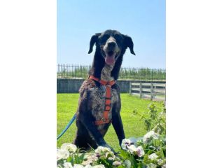 LIA: SIMPATICISSIMA CAGNOLINA DA ADOTTARE !!!!
