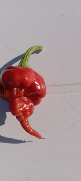 Peperoncini Carolina Reaper, ecc...Semi..... - Foto 2