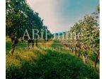 Terreno agricolo in Vendita, Costigliole d'Asti